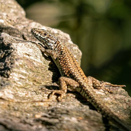 Naturwelten Steiermark_Reptil_Oststeiermark | © Naturwelten Steiermark