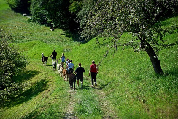 Wiese_ alpakapoellauertal_ Oststeiermark | © Pöllauertal Alpakas