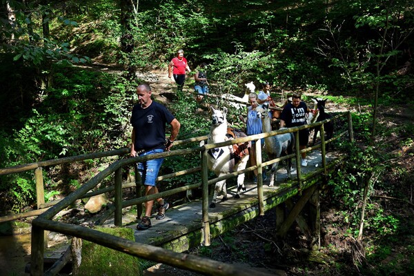 Brücke_Alpakaspoellauertal_Oststeiermark | © Pöllauertal Alpakas