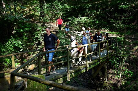 Brücke_Alpakaspoellauertal_Oststeiermark | © Pöllauertal Alpakas