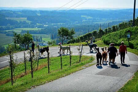 Aussicht_Alpakaspoellauertal_Oststeiermark | © Pöllauertal Alpakas