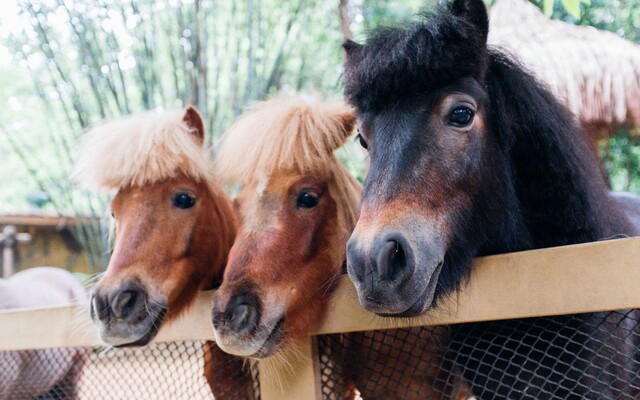 Ponycamp im Narzissendorf Zloam (7) | © Narzissendorf Zloam www.zloam.at