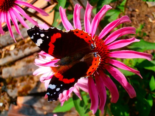 Schroeder_Blume_Oststeiermark | © Kräuterwerkstatt Schroeder