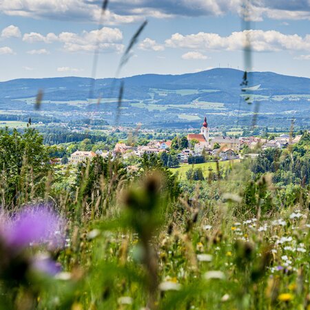Stadtführung_Blumenwiesen_Oststeiermark | © Flotoanker