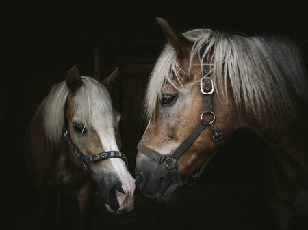 Haflingerhof Gams | © Stefan Leitner