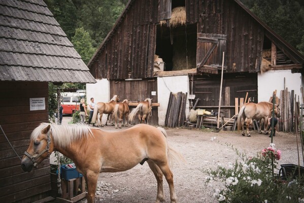 Am Haflingerhof Gams | © Stefan Leitner