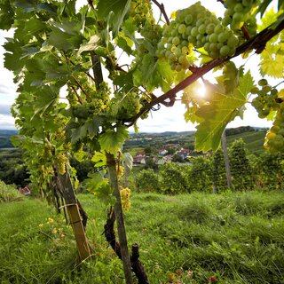 Weintrauben_Oststeiermark | © Oststeiermark Tourismus