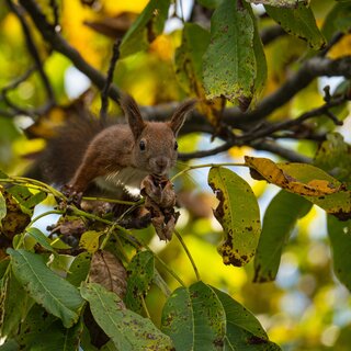 Eichhörnchen_Pöllau_Oststeiermark | © Richard Almbauer