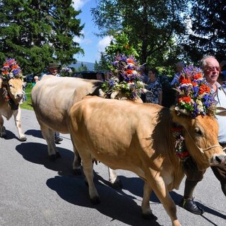 Almabtrieb_Kühe_Oststeiermark | © Maria Fank