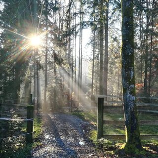 Waldstimmung | © TV Südsteiermark - Irene Löschnig