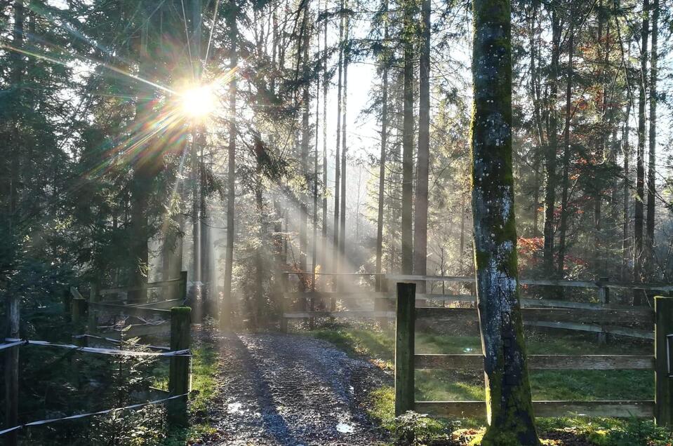 Waldstimmung | © TV Südsteiermark - Irene Löschnig