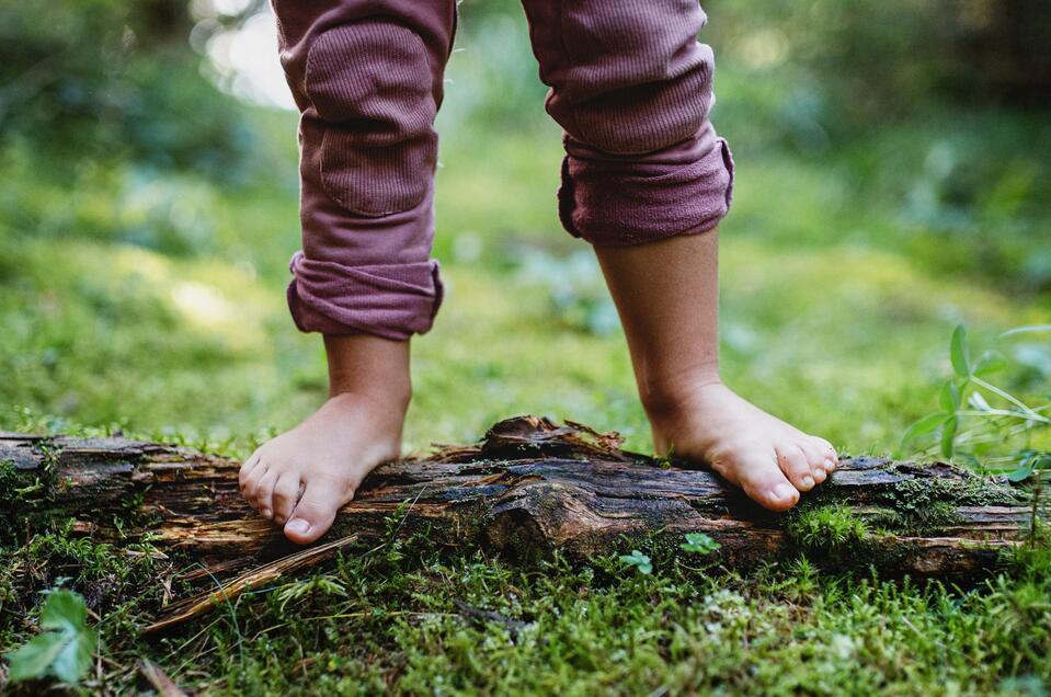 A wondrous journey into the forest - guided hike - Impression #1