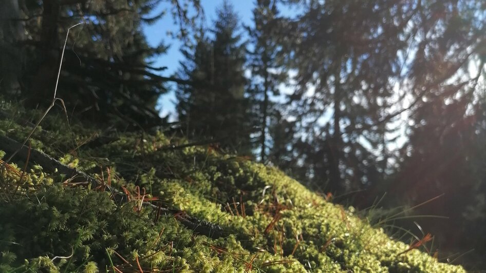 A wondrous journey into the forest - guided hike - Impressionen #2.1