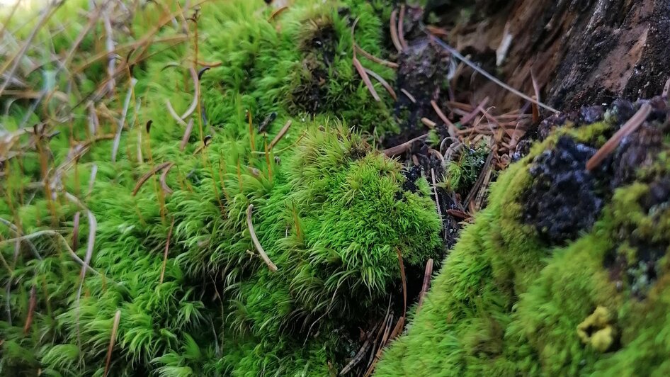 (C)AlmDorfTonnerhütte_Kuschelweichzugedeckt_Waldba