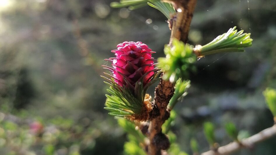 (C)AlmDorfTonnerhütte_Lärchenblüte_Waldbaden_Einew