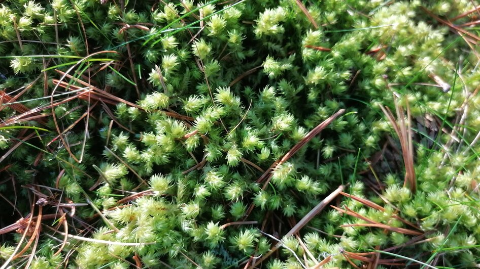 A wondrous journey into the forest - guided hike - Impressionen #2.4