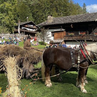 Zugpferde mit Heuwagen | © ÖFM