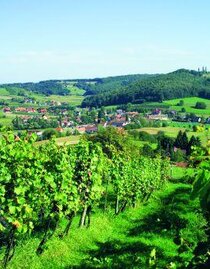 Weinberge | © Thermen- & Vulkanland | Werner Krug | © Thermen- & Vulkanland
