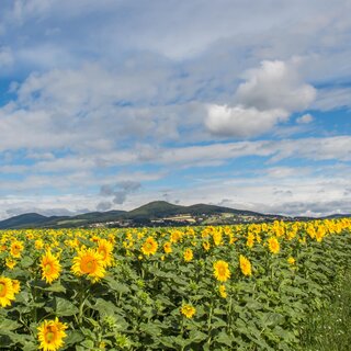 Sonnenblumen