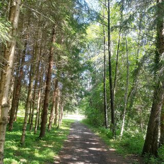 Kraft im Wald tanken | © TV Südsteiermark - Irene Löschnig