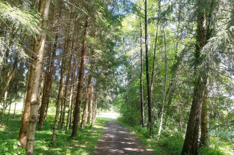 Kraft im Wald tanken | © TV Südsteiermark - Irene Löschnig