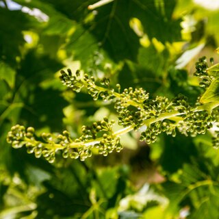 Weinblütenfest | © TV Südsteiermark
