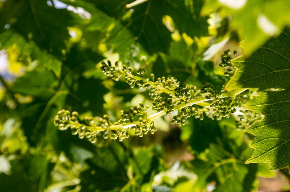 Weinblütenfest | © TV Südsteiermark
