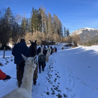 Glühweinwanderung | © Alpakas, Lamas und Rentiere zum Grünen See