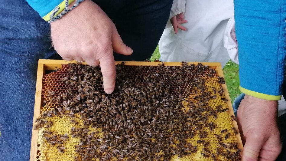 Ins "Honigglasl" einischauen - BIO Imkerei Maier - Impressionen #2.1