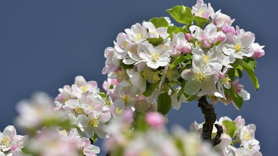 Apfelblütenfest_Apfelblüte_Oststeiermark | © Tourismusverband Oststeiermark/ Ewald Neffe