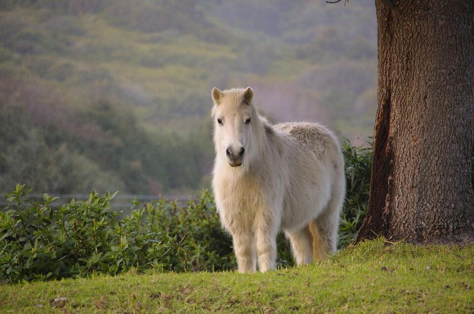 Pony auf Wiese | © Pixabay