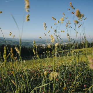 Wiese | © Lupi Spuma