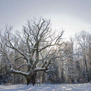 1000jährige Eiche im Winter | © Kurkommission Bad Blumau