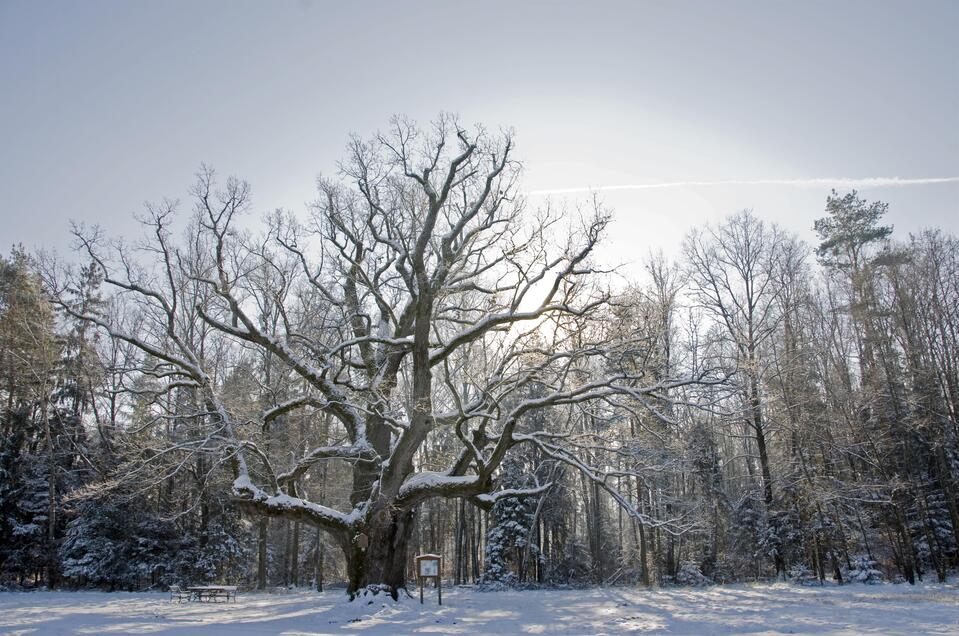 1000jährige Eiche im Winter | © Kurkommission Bad Blumau