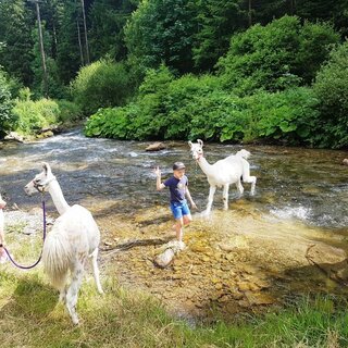 Lamas lieben Wasser | © Carolina Gigleitner