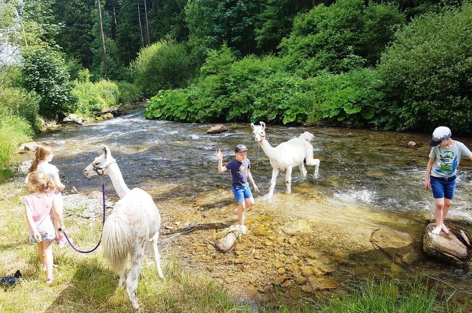 Lamas lieben Wasser | © Carolina Gigleitner