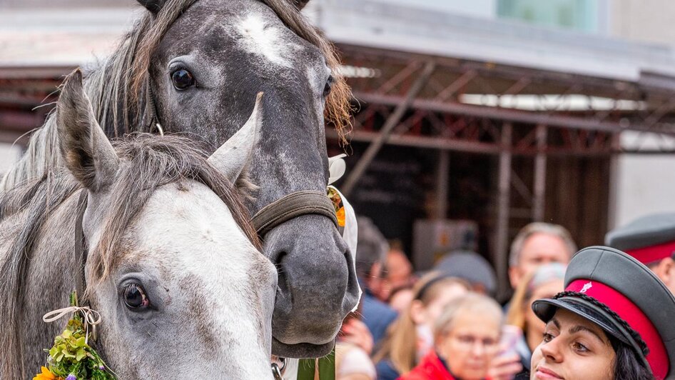 Lipizzaner Almabtrieb | © SRS-Sabrina Mallick