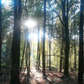 Waldstimmung | © TV Südsteiermark - Irene Löschnig
