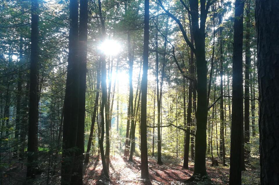 Waldstimmung | © TV Südsteiermark - Irene Löschnig