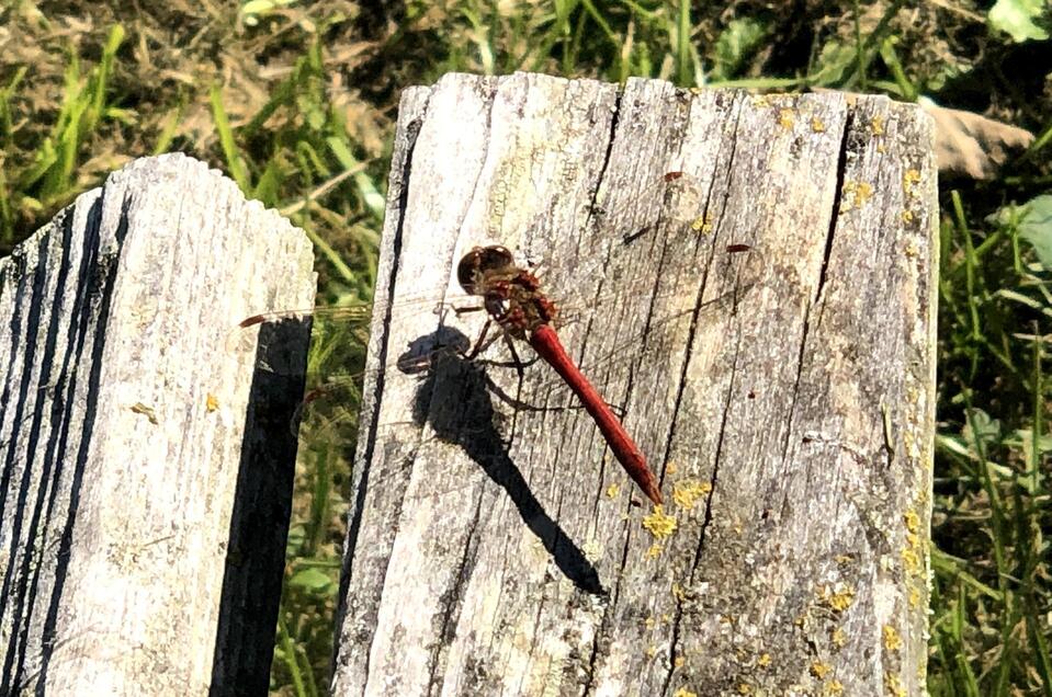 NaturLese Nachmittag