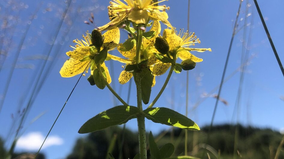 Blume