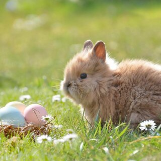 Easter Bunny_Pixabay | © Pixabay