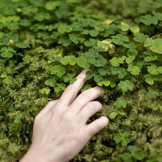 Wald | © TVB Murau