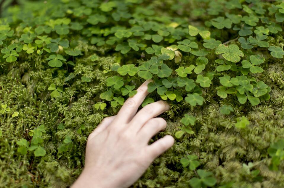 Wald | © TVB Murau