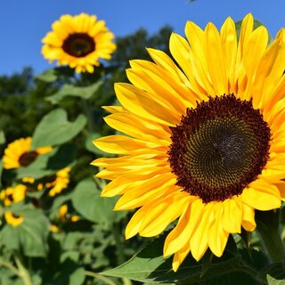 Sunflower_Sonnenblume_Oststeiermark | © Tourismusverband Oststeiermark