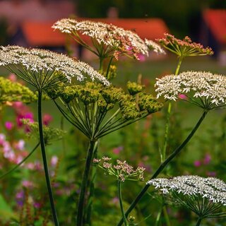 Garten-Murtal-Steiermark | © pixabay