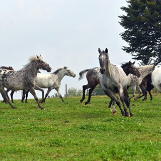 Showfestival_M´amin Horses_Oststeiermark | © Wagner