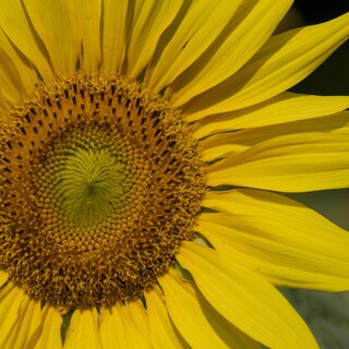 Sonnenblume | © Kurkommission Bad Blumau