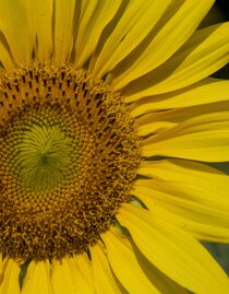 Sonnenblume | © Kurkommission Bad Blumau | Christian Thomaser | © Kurkommission Bad Blumau