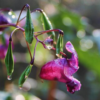Neophyt Blüte